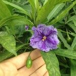 Solanum nudum Flower