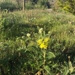 Astragalus alopecuroides 整株植物