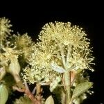 Hydrangea serratifolia Flower
