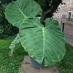 Colocasia gigantea Leaf