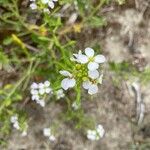 Cakile maritima Flower