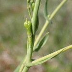 Myagrum perfoliatum Plod