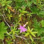 Calopogon tuberosus Flor