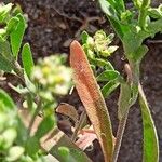 Alyssum desertorum ഇല