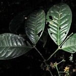 Salacia longipes Leaf