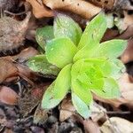 Sempervivum grandiflorum Hoja