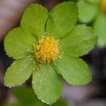 Hacquetia epipactis Blüte