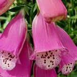Digitalis thapsi Kwiat