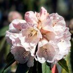 Rhododendron irroratum Cvet