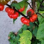 scarlet eggplant - 222021 - English common name - Solanum gilo