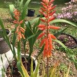 Aloe officinalis Blomst