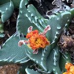 Faucaria tigrina Flower