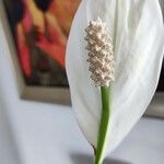 Spathiphyllum wallisii Flower