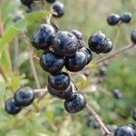 Ligustrum vulgare Fruit