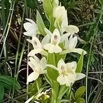 Dactylorhiza insularis Flower