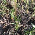 Silene muscipula Blad