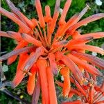 Aloe maculata Цвят