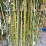 Phyllostachys reticulata Casca