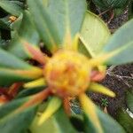 Rhododendron taliense Flower