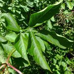 Sambucus nigra Leaf