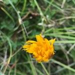 Scorzoneroides autumnalis Flower