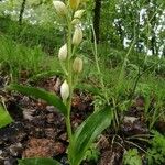 Cephalanthera damasoniumFlower