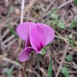 Cyclamen hederifoliumBlodyn