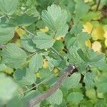 Thalictrum flavum Blad