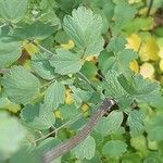 Thalictrum flavum Leaf