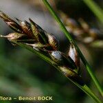 Carex sempervirens Mosusu