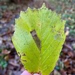 Corylus avellanaYaprak