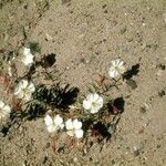 Oenothera albicaulis Yeri