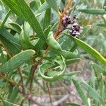 Acacia longifolia Плід
