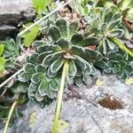 Saxifraga paniculata Blatt