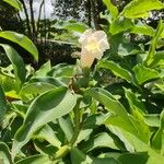 Costus guanaiensis Feuille