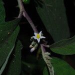 Solanum americanum Blomst