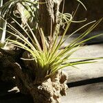 Tillandsia festucoides ᱥᱟᱠᱟᱢ