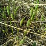 Phleum arenarium Leaf