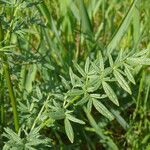 Thalictrum lucidum Leaf