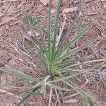 Borassus aethiopum Habit