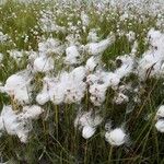 Eriophorum angustifoliumÕis