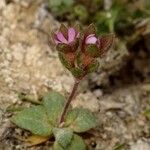 Androsace maxima Mosusu
