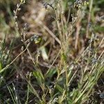 Myosotis balbisiana Hábito