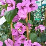 Bougainvillea glabraЦветок