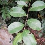 Chrysobalanus icaco Blatt