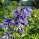 Hyacinthoides hispanicaКветка