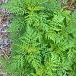 Ambrosia artemisiifolia Лист