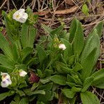 Craterostigma lanceolatum Habit