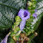 Strobilanthes auriculata Flower