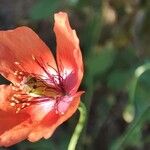 Papaver pinnatifidum Цветок